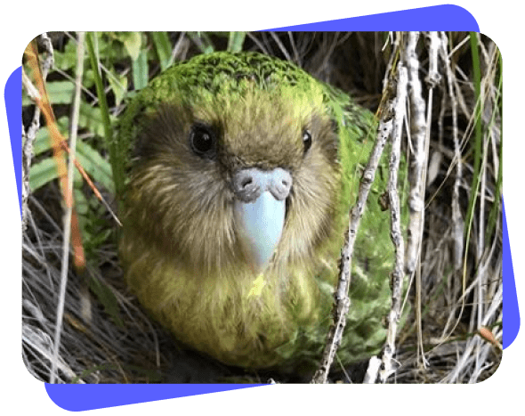 About Kākāpō | Hideaway